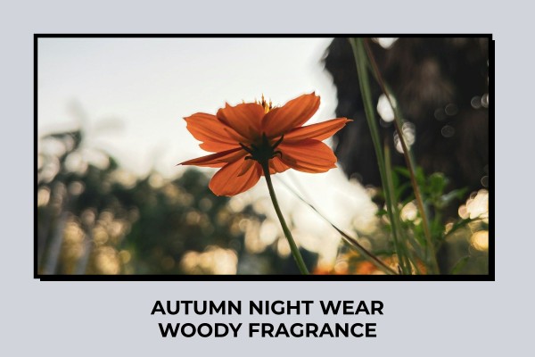 autumn night wear woody fragrance